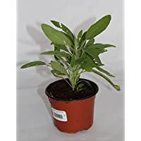 Salvia (Maceta 10-5 cm Ø) - Planta viva - Planta aromatica